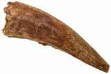 Fossil Phytosaur Tooth - New Mexico #219348-1